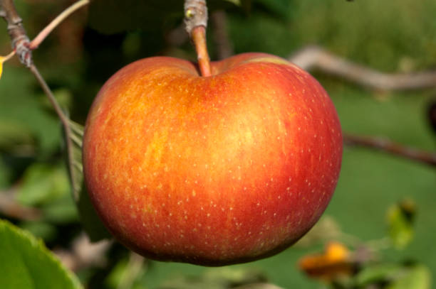 istock Boskoop; Apple; Malus; domestica 665376358