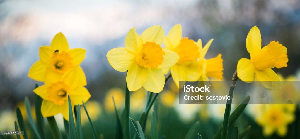 Daffodils field Daffodil Stock Photo