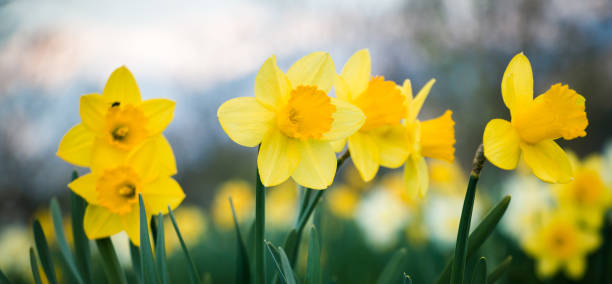 daffodils field - daffodil imagens e fotografias de stock