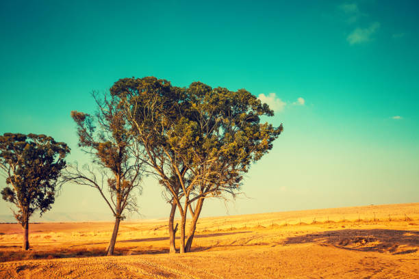 istock Desert landscape. Trees in desert. Nature Israel 665381532
