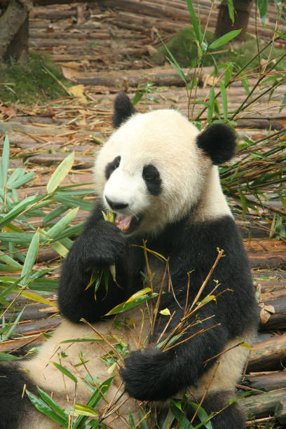 자이언트 판다, 청두, 중국 - panda giant panda china eating 뉴스 사진 이미지