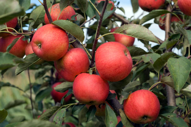 istock Elstar; Apple; Malus; domestica 665386244