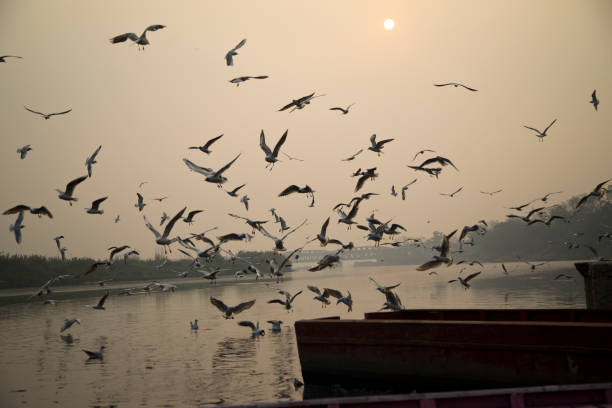 istock Flock of birds with moored boats on river 665386790