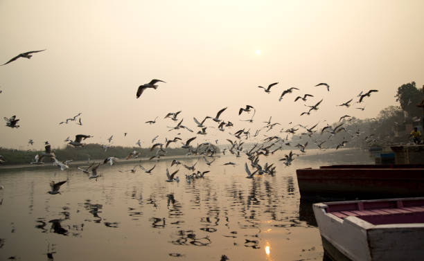istock Flock of birds with moored boats on river 665387002