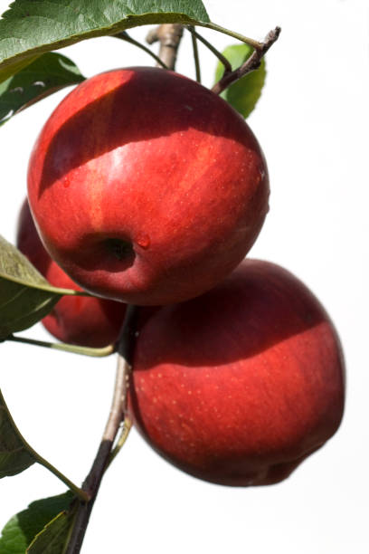 istock Elstar; Apple; Malus; domestica 665389536
