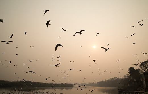 Flock of seagulls flying over river during dusk