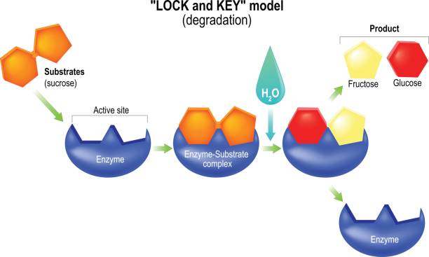 schloss und schlüssel-modell. verschlechterung. - enzyme stoffwechsel stock-grafiken, -clipart, -cartoons und -symbole