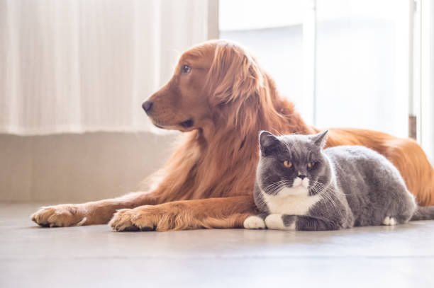 istock British cat and Golden Retriever 665390854