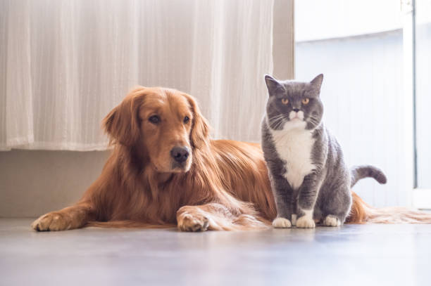 istock British cat and Golden Retriever 665390856
