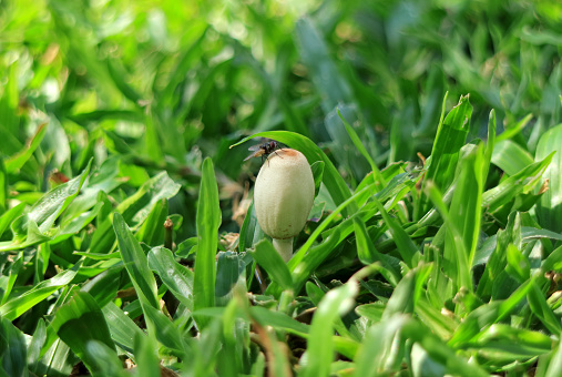 Close-up of a little wild white mushroom with a fly on the green grass field, Thailand