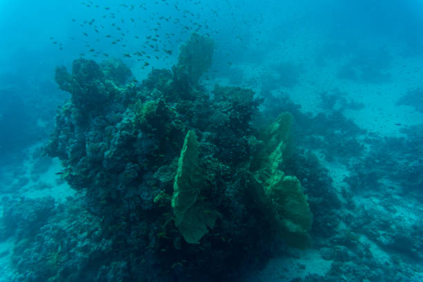 istock Abstract underwater scene, coral and fishes 665394228