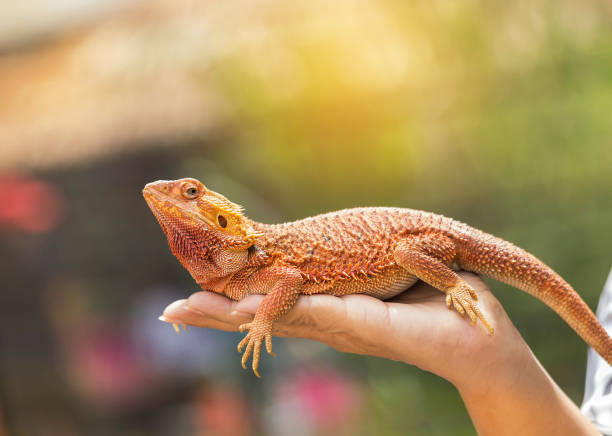 istock bearded dragon (Pogona Vitticeps ) australian lizard on hand 665394766