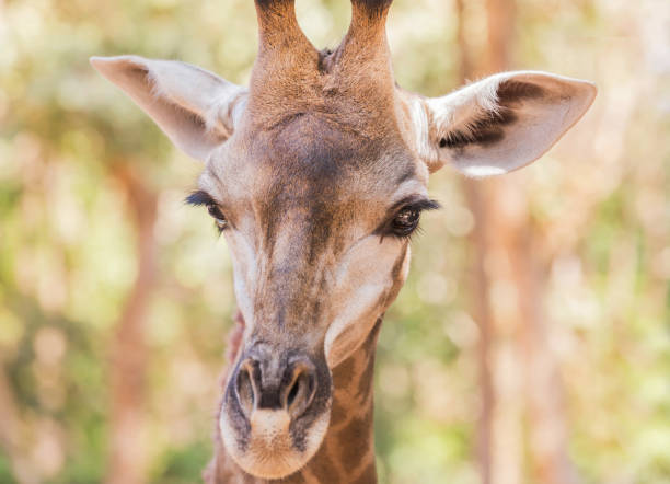 istock head face of Giraffe (Giraffa camelopardalis ) 665397058