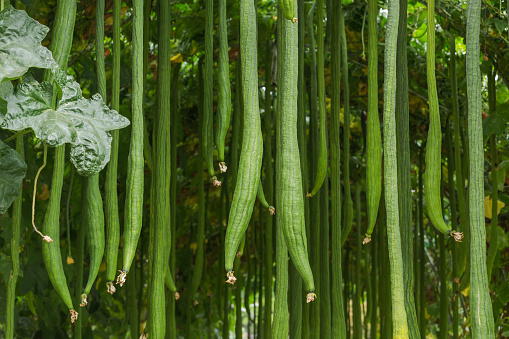 Many smooth loofah or long luffa ( Luffa cylindrica (L) M.Roem.) hanging on tree  in greenhouse cultivation
