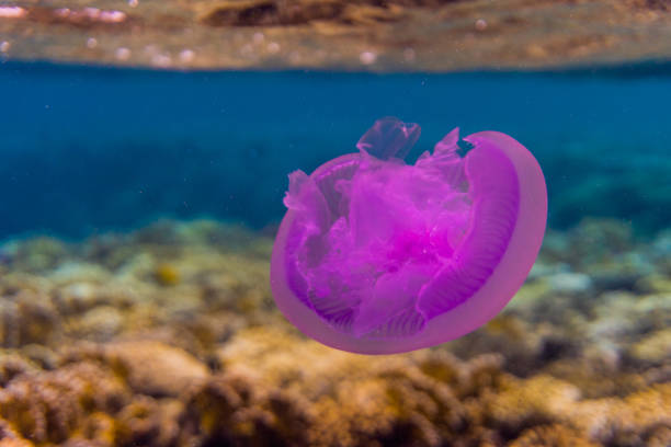 istock Beautiful Jellyfish Floating Among Coral Reef 665397638