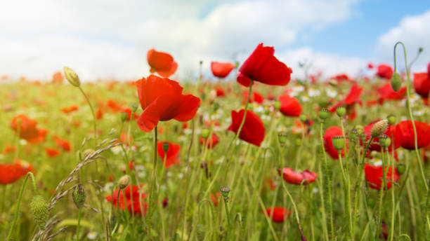 Poppies field in rays sun