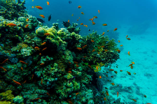 istock Tropical Fish on Vibrant Coral Reef, underwater scene 665401650