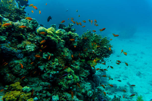 istock Tropical Fish on Vibrant Coral Reef, underwater scene 665401670