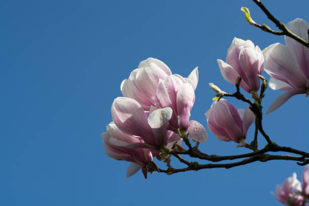 istock Spring blossom pink Magnolia stellata with big flowers 665402514