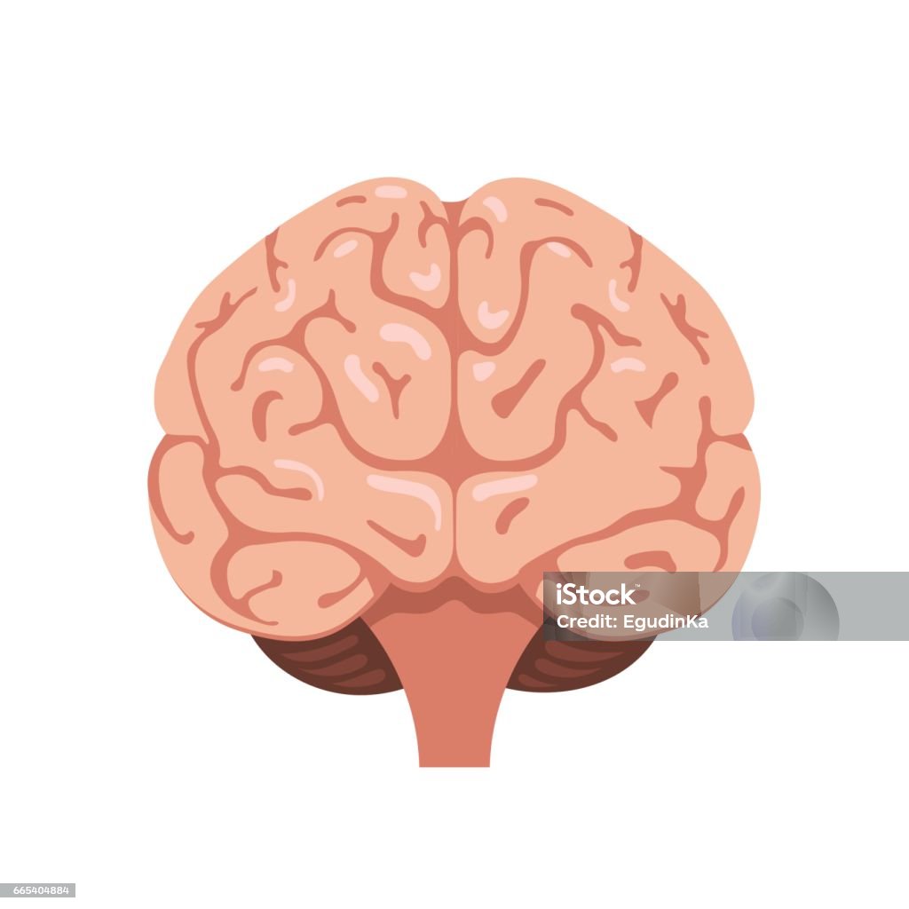 Brain front view icon Human brain front view icon. Hnternal organs symbol. Vector illustration in cartoon style isolated on white background Front View stock vector