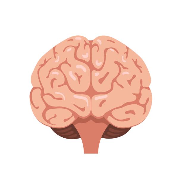 Brain front view icon Human brain front view icon. Hnternal organs symbol. Vector illustration in cartoon style isolated on white background cerebellum illustrations stock illustrations
