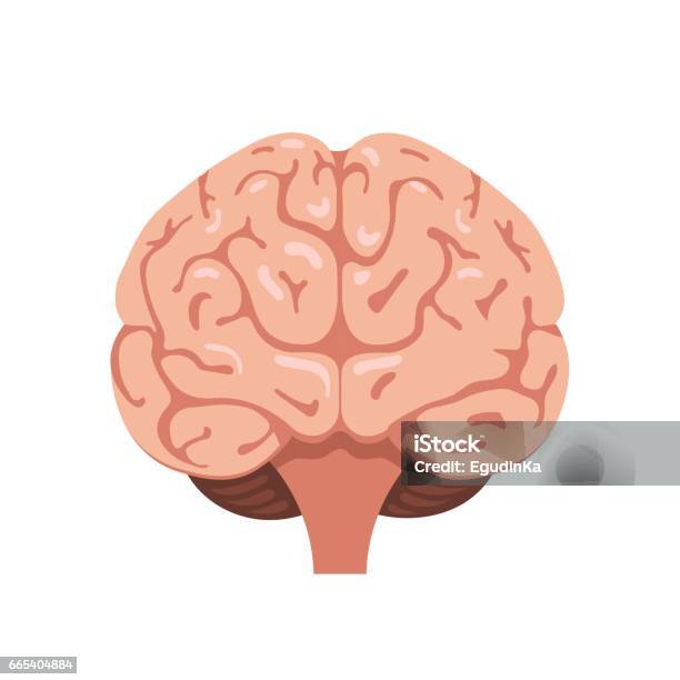 Brain Front View Icon Stock Illustration - Download Image Now - Front View, Vector, Human Brain