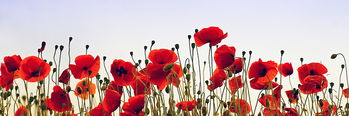 A field with corn poppies in panoramic format