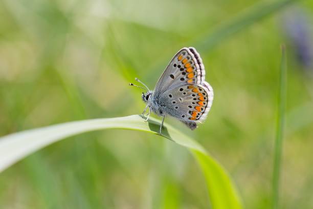 istock Brown argus, Aricia agestis 665406468