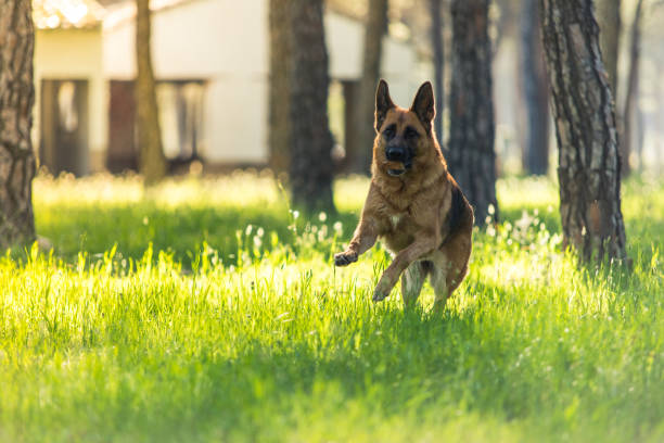 istock Happy dog german shepherd play 665406574
