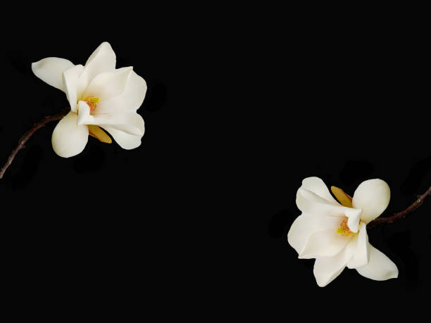 istock Beautiful magnolia flower 665407016