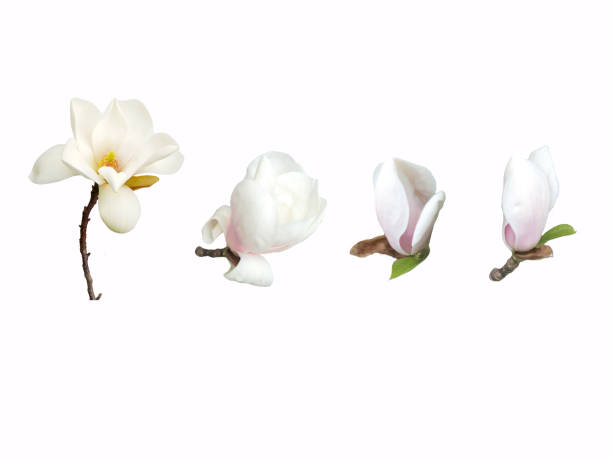 istock Beautiful magnolia flower 665407032