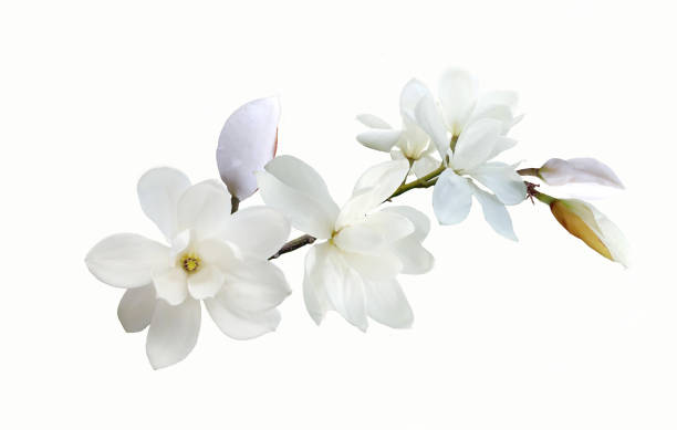 istock Beautiful magnolia flower 665407164