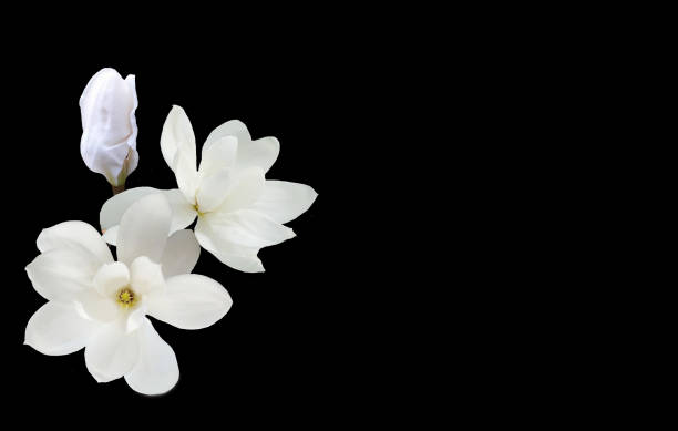 istock Beautiful magnolia flower 665407188