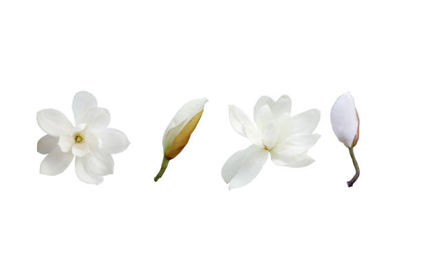 istock Beautiful magnolia flower 665407220