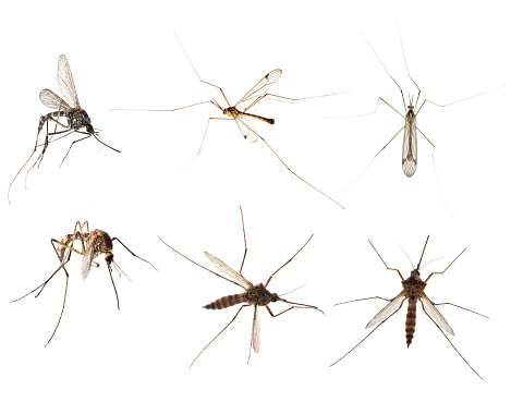 six mosquitoes isolated on white background