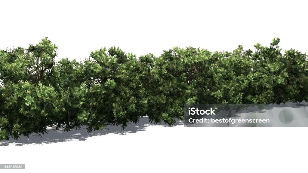 Boxwood Graphics American Boxwood Hedge Stock Illustration - Download Image Now ...