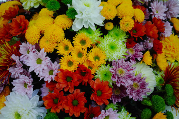 istock Chrysanthemum flowers background, flowers for shops and auctions 665414500