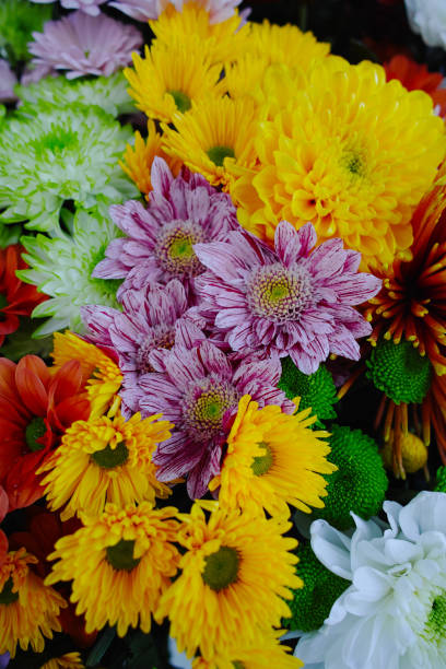 istock Chrysanthemum flowers background, flowers for shops and auctions 665414528