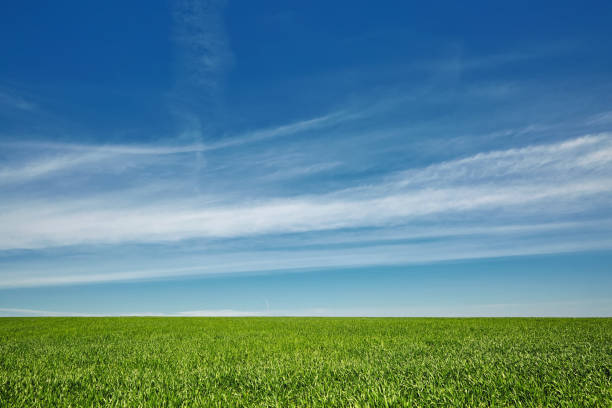 istock green wheat on blue sky background 665414744