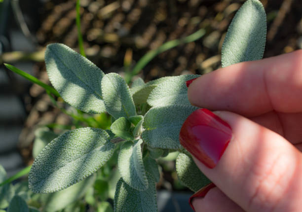 Green leaves of Salvia officinalis. the common sage. a perennial, evergreen subshrub. Young green leaves of a medicinal plant in the garden