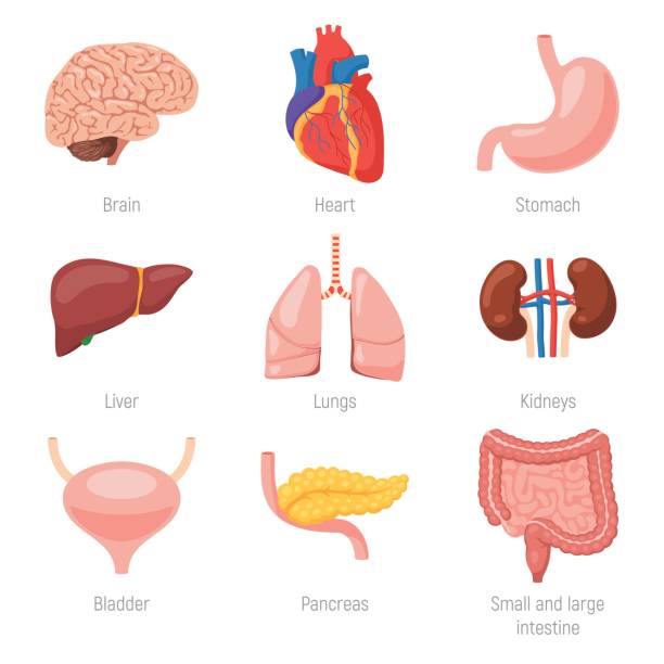 menschliche organe  - medizinische zeichnung stock-grafiken, -clipart, -cartoons und -symbole