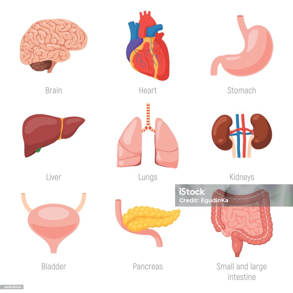 Human internal organs Human internal organs icon set. Vector illustration in cartoon style isolated on white background Internal Organ stock vector