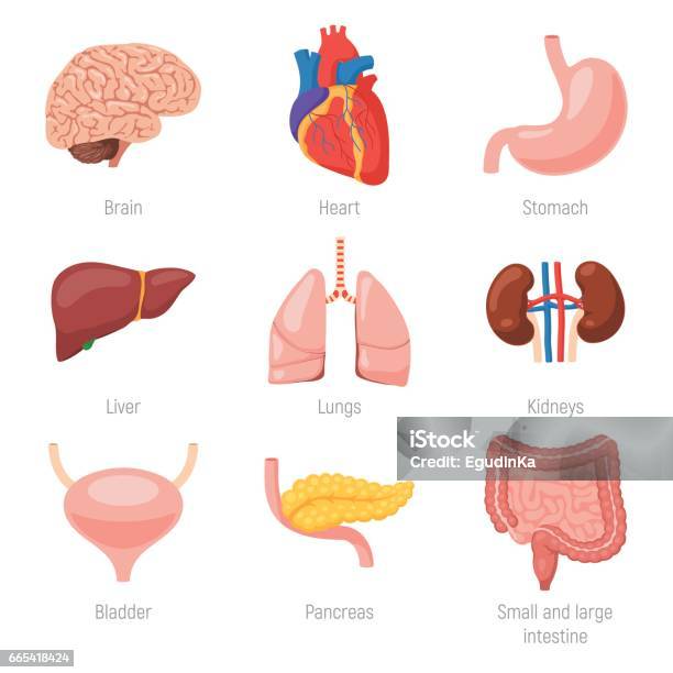 Human Internal Organs Stock Illustration - Download Image Now - Internal Organ, Pancreas, Liver - Organ