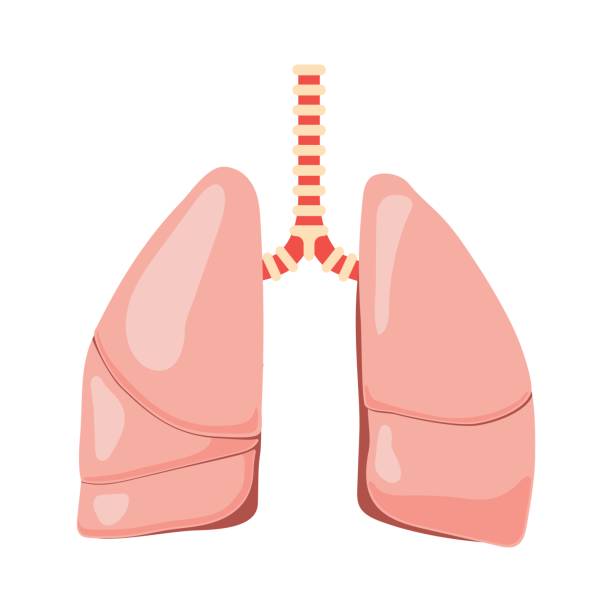 Human lungs vector Human lungs anatomy. Organs bronchial system symbol. Vector illustration in cartoon style isolated on white background clip art of a diagram of human lungs stock illustrations