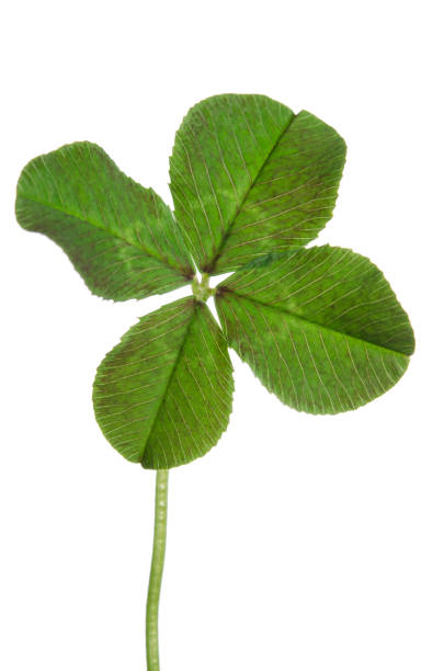 istock Green four-leaf clover leaf isolated on white background. 665421758