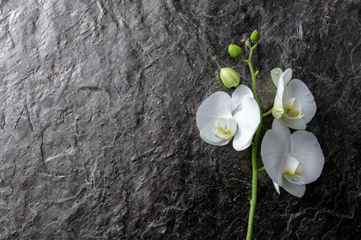Flowers: Orchid Still Life