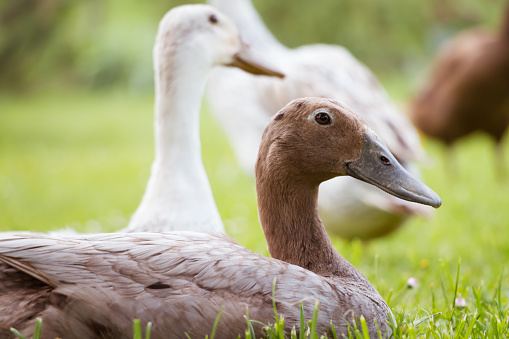 Indian runner ducks