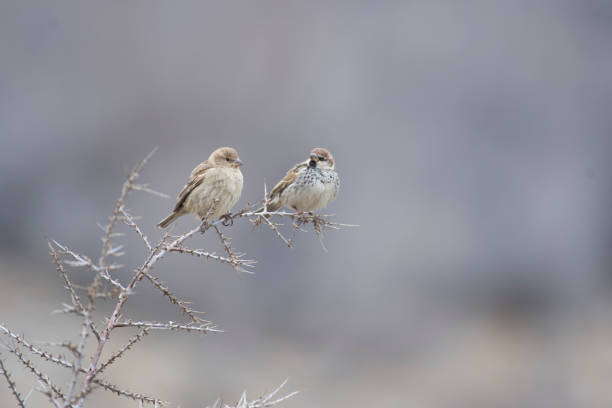 istock Pair of Spanish Sparrow 665431180