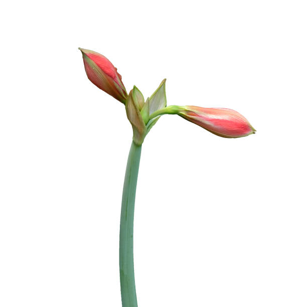 istock pink lilly flower bud on isolated white 665432072