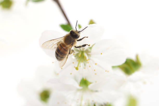 istock Honeybee and white flowers 665432602